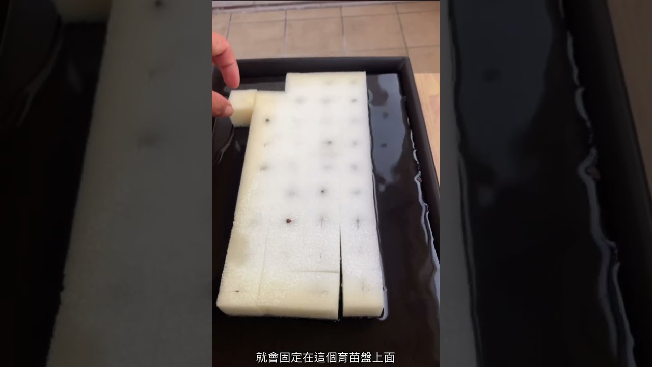 [DIY農業挑戰] 水耕蔬菜育苗教學（空心菜）