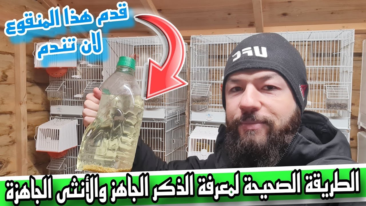 كيف أعرف أنثى الكناري جاهزة للتزاوج وذكر كناري جاهز للتزاوج بصوت وصورة ودليل داخل لفيديو للمبتدأيين