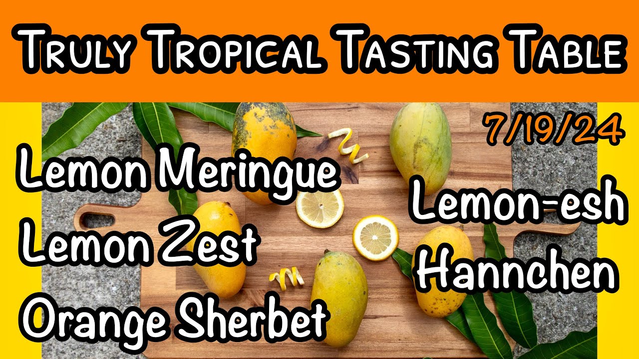 Truly Tropical Tasting Table #5 (July 19, 2024) 'Lemon Meringue' Family of Mangos!