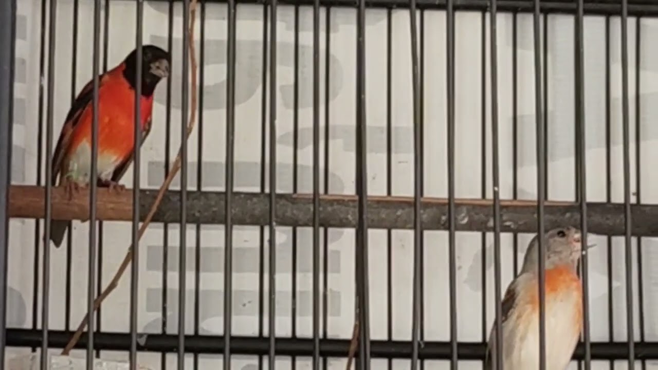 Suara Asli Tembakan Dasyat Burung Red Siskin Gacor #redsiskin #kicaumania #gacor #tembakanistimewa 
