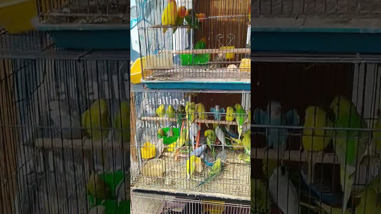 love birds price in rs:-1400/in odisha nayagarh biswajit pet shop