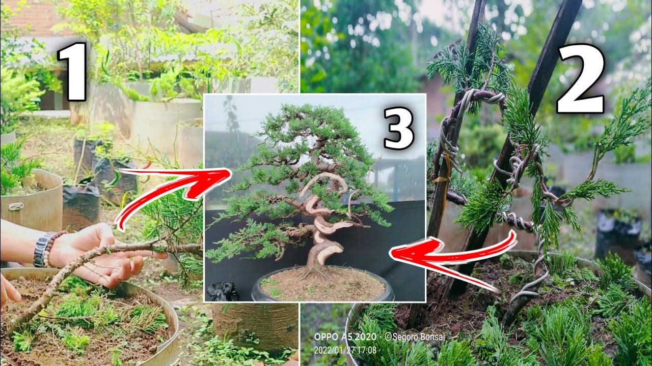 Teknik pembentukan bonsai Cemara sinensis (Juniperus chinensis) Proses gerak dasar sesuai keinginan.