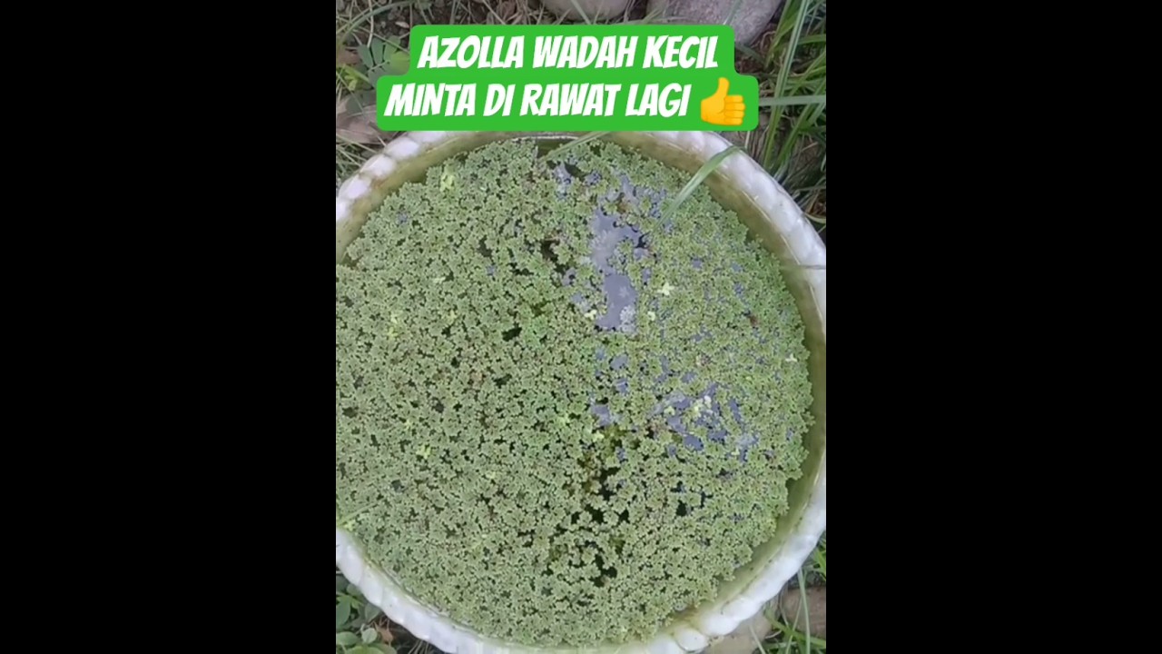 Azolla Wadah Kecil Minta Di Rawat👍