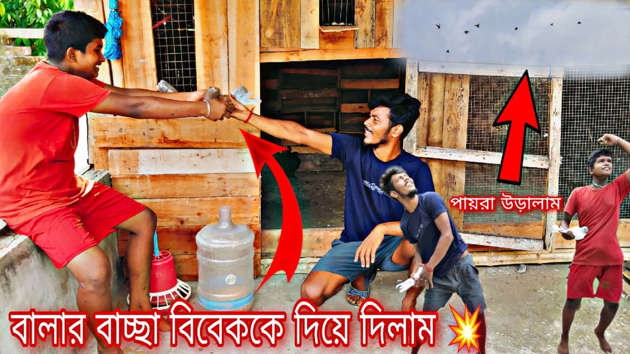 লাল বাচ্চাটা বিবেককে দিয়ে দিলাম 💥 পায়রা গুলোকে জোর করে ওলাম 🤣#myworld #banglivlog #kabutar #pigeon