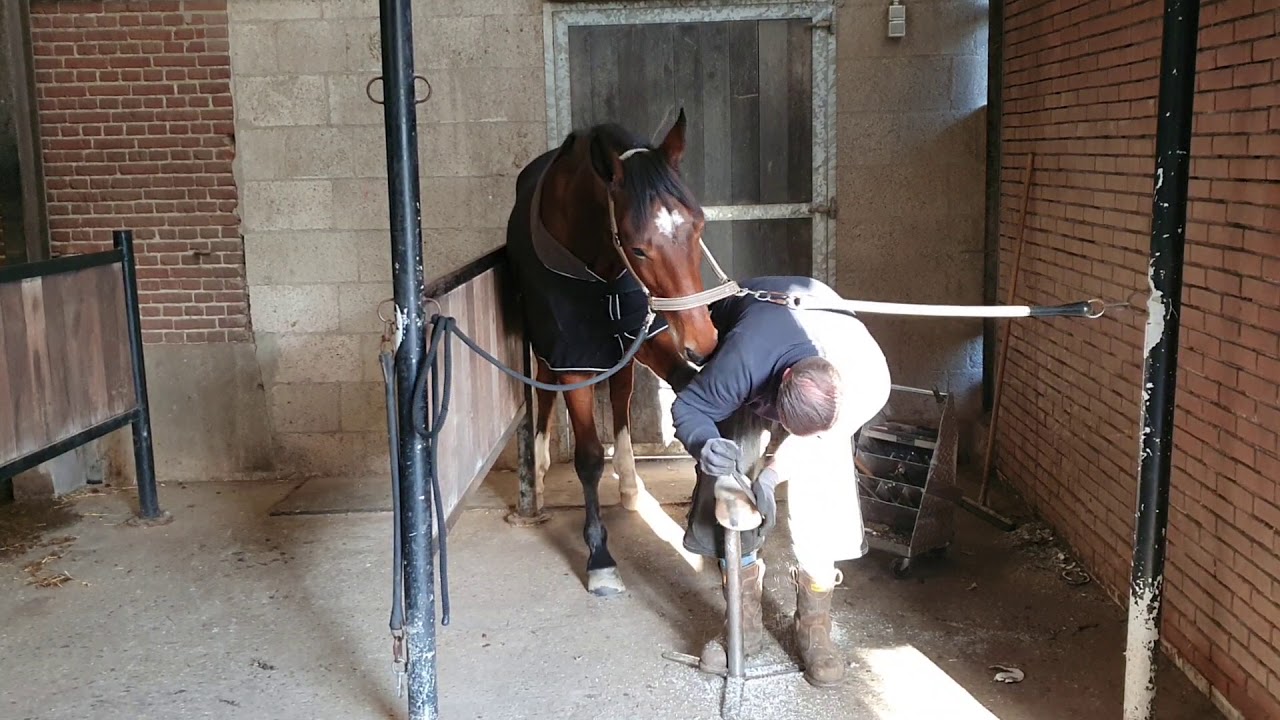 Kanjer en de hoefsmid paard geniet ervan team kanjer