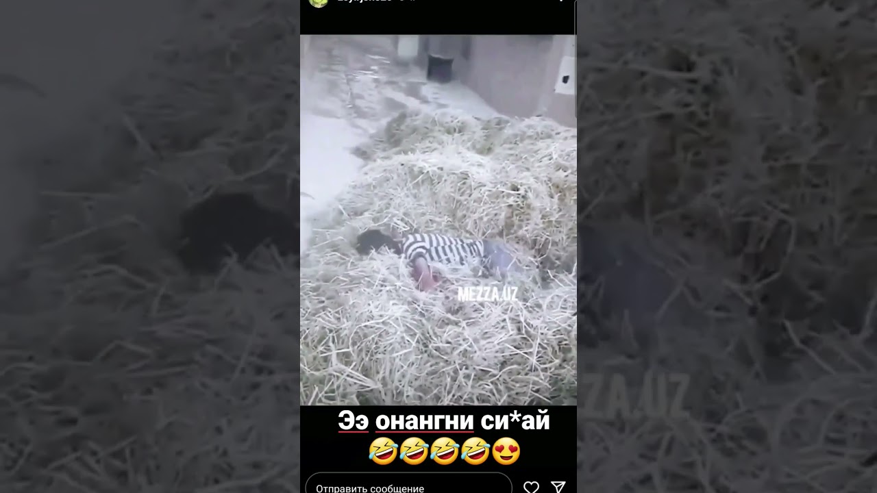 Э ОНАНГНИ СИКАЙ🤣🤣🤣 #shorts #subscribe #short