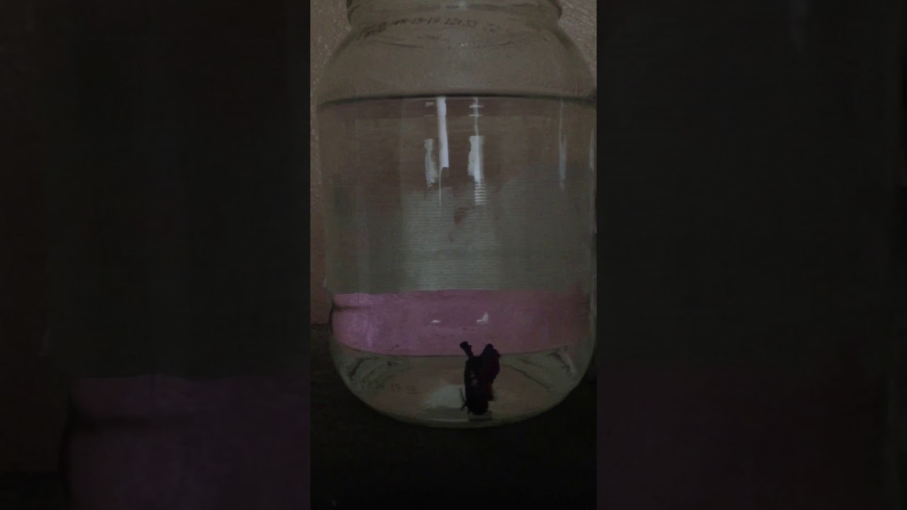Import Betta
