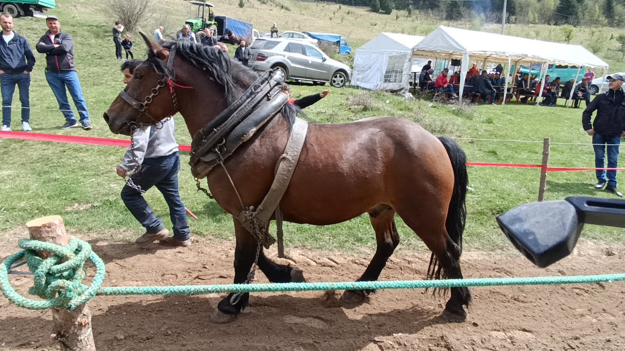 Štraparijada Karaula drugi dio#selo#običaji#tradicija
