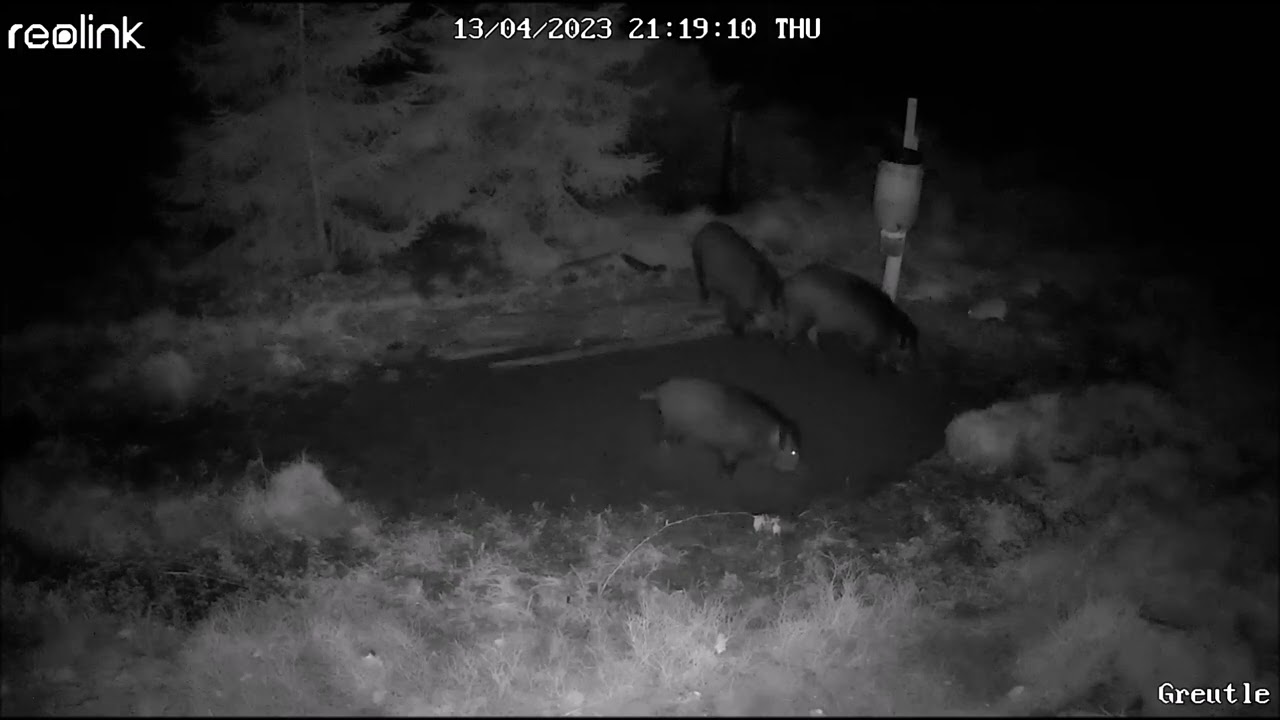 Schweinerei im Mainhardter Wald