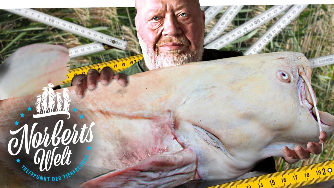 GRÖßTER FISCH EUROPAS frisst Tauben | Weißer Waller | Weißer #Wels | NORBERTS WELT | Zoo Zajac