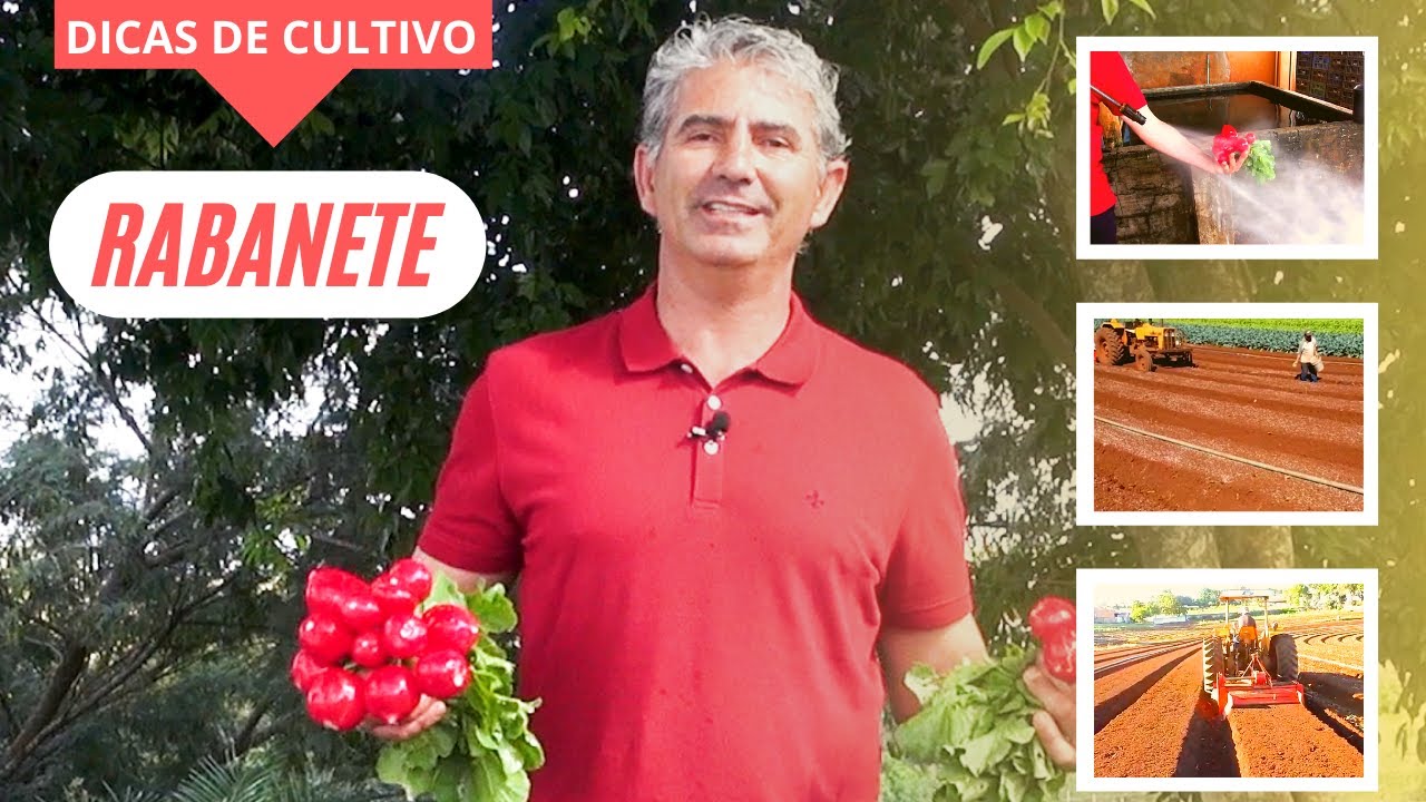 O RABANETE QUE TODOS QUEREM TER - COMO TER ESSA QUALIDADE?