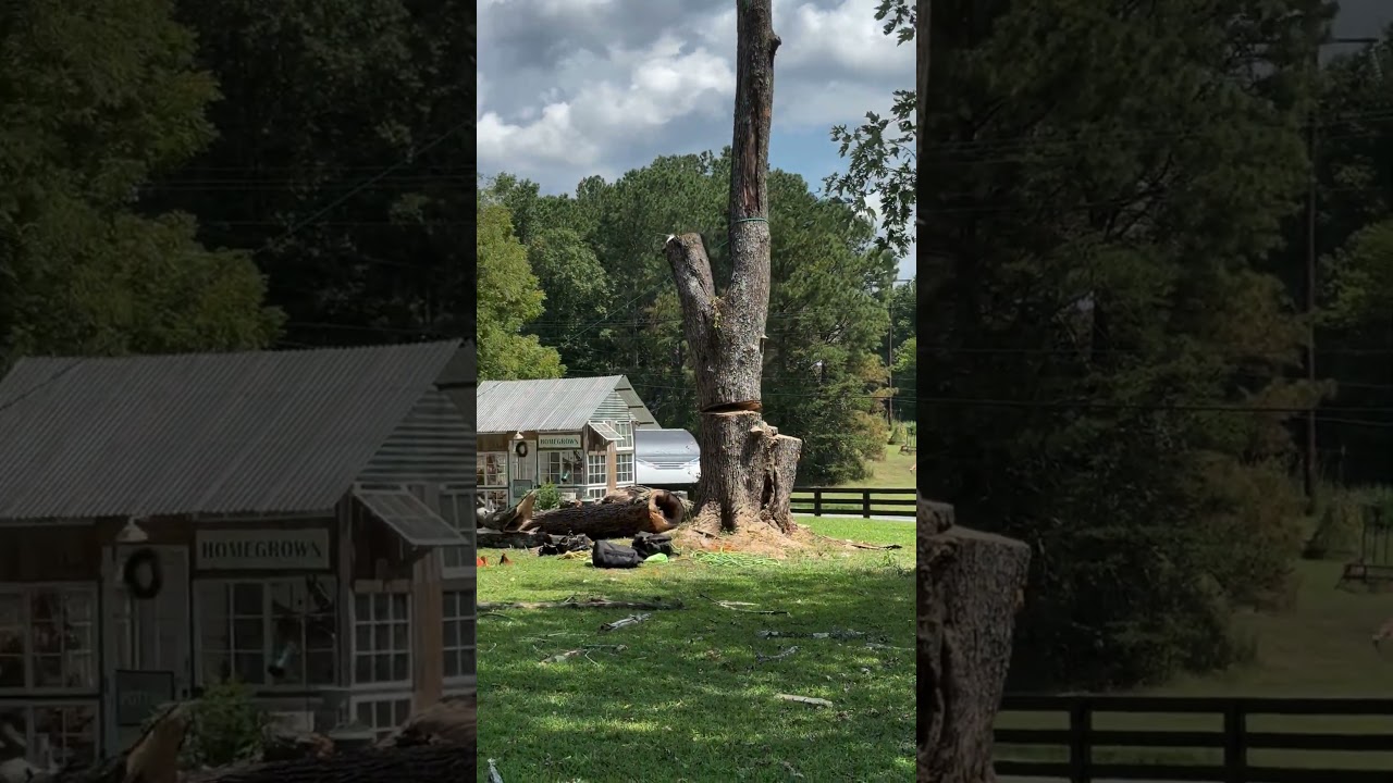huge drop #arborist #treework