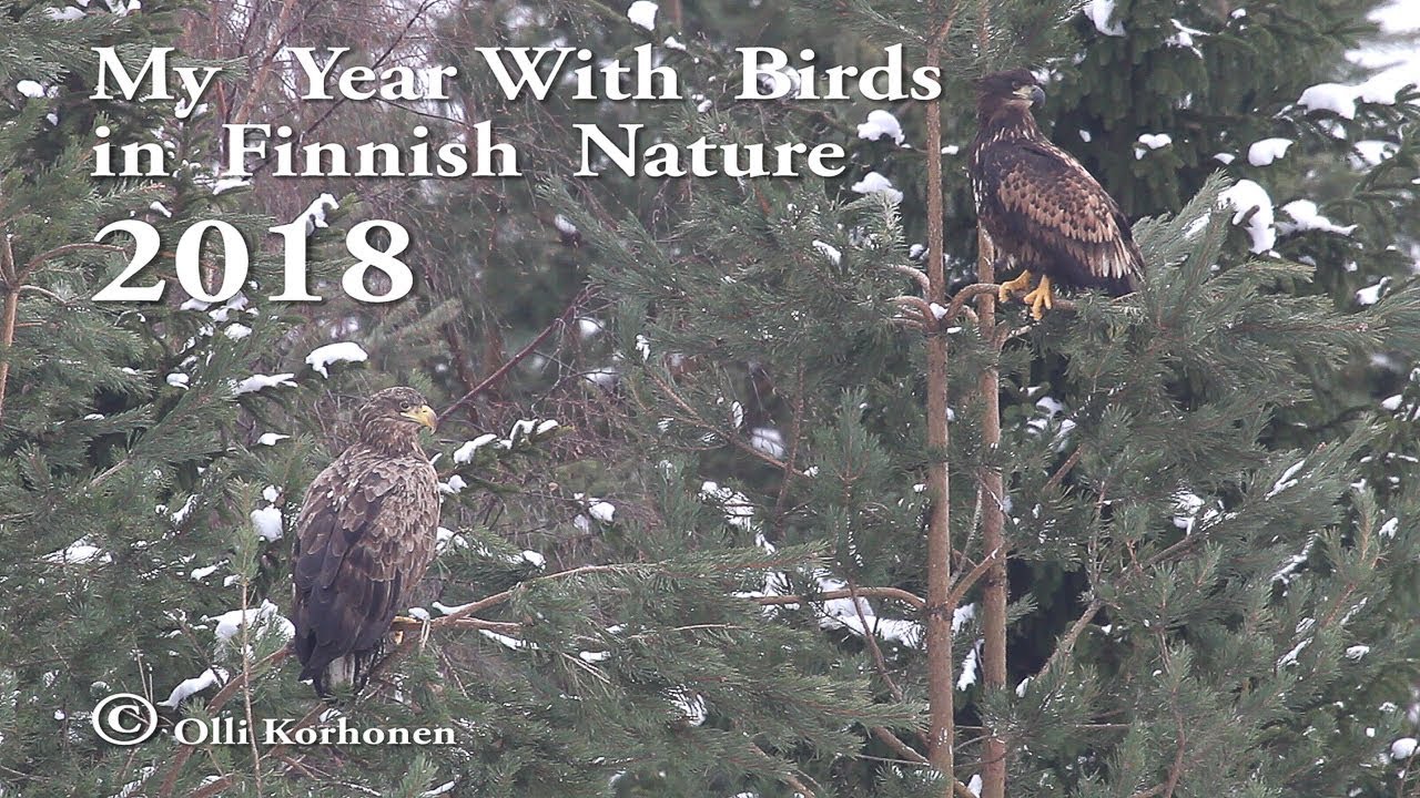 My Year 2018 in Finnish Nature - Birds and Bird Sounds
