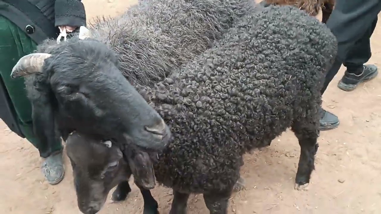 XORAZM BOG'OT QÓY BOZOR