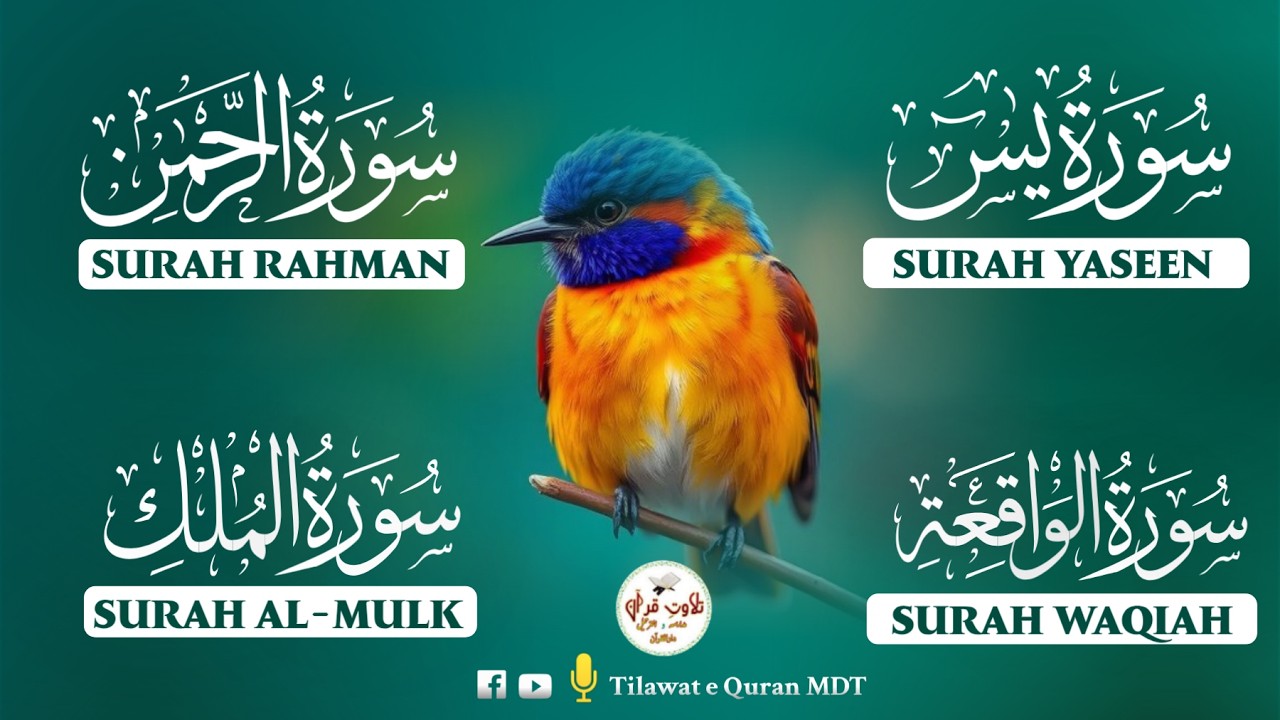 Divine Quran Recitation | Surah Waqiah, Rahman, Yasin & Mulk | الواقعة، الرحمن، يس، الملك