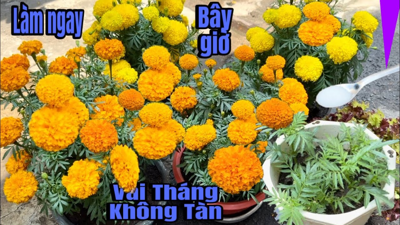 Mấy Chậu Bông Nhà Bạn Chưng Tết Đến Đâu Rồi ? Vẫn Chưa Muộn Làm Thêm Bước Này Vài Tháng Không Tàn 