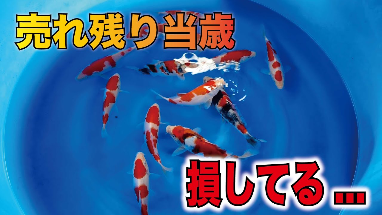 【残り鯉には福がある】期待大の当歳たちを紹介します #nishikigoi #錦鯉 #当歳 #錦鯉当歳 #丸筑魚苑