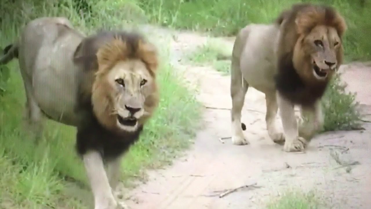 Hairybelly Matimba And Ginger Iconic Stroll 