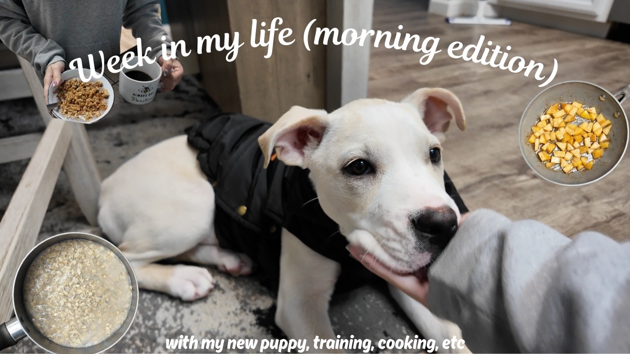 week in my life *morning edition*: meet my new puppy, training, making food