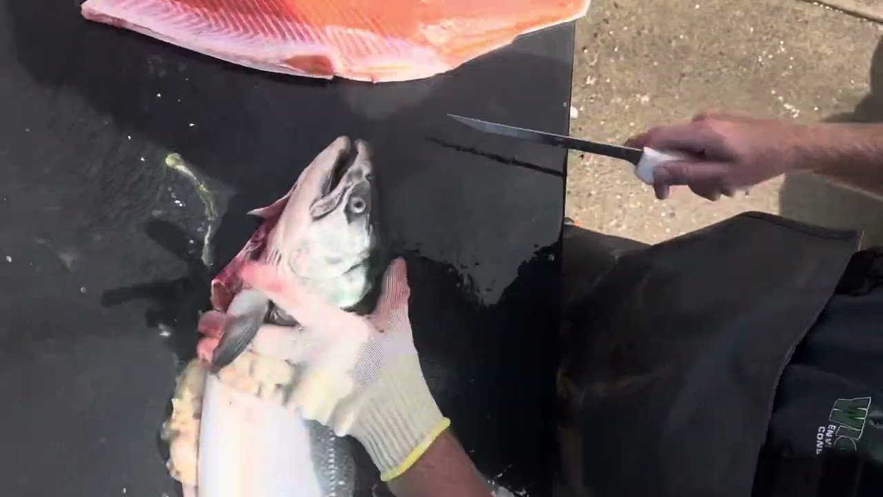 How to Fillet a Coho by a Professional 