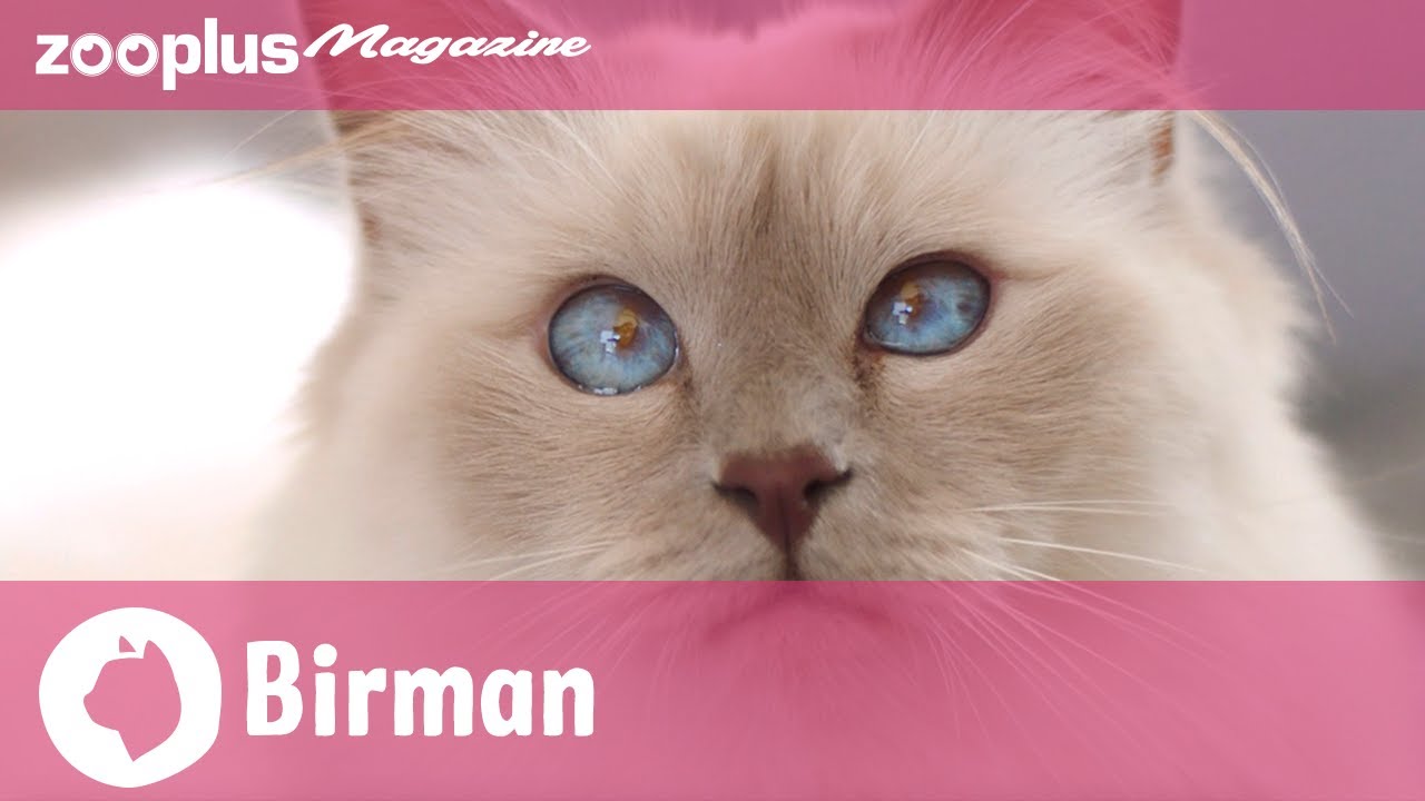 Birman Breed Profile: Characteristics, Breeding & Care
