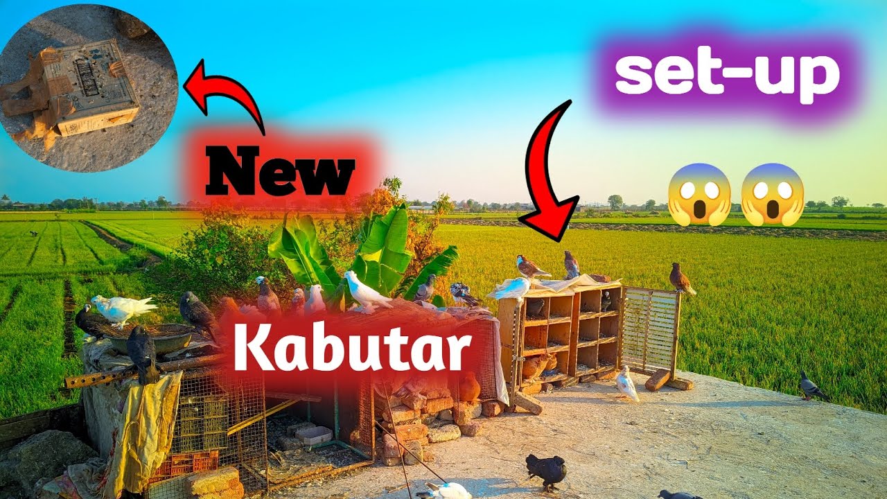 New kabutar aye mahnga vala 😮 new add #youtubeshorts #shorts #trend #kabutar 