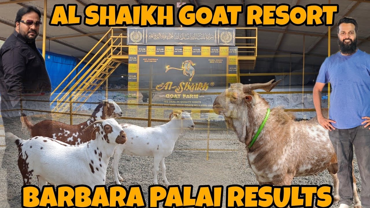 BARBARA GOAT'S 🐐💯 PALAI RESULT OF AL SHAIKH GOAT RESORT🐐FOR BEST PALAI RESULTS MUST VISIT AL SHAIKH