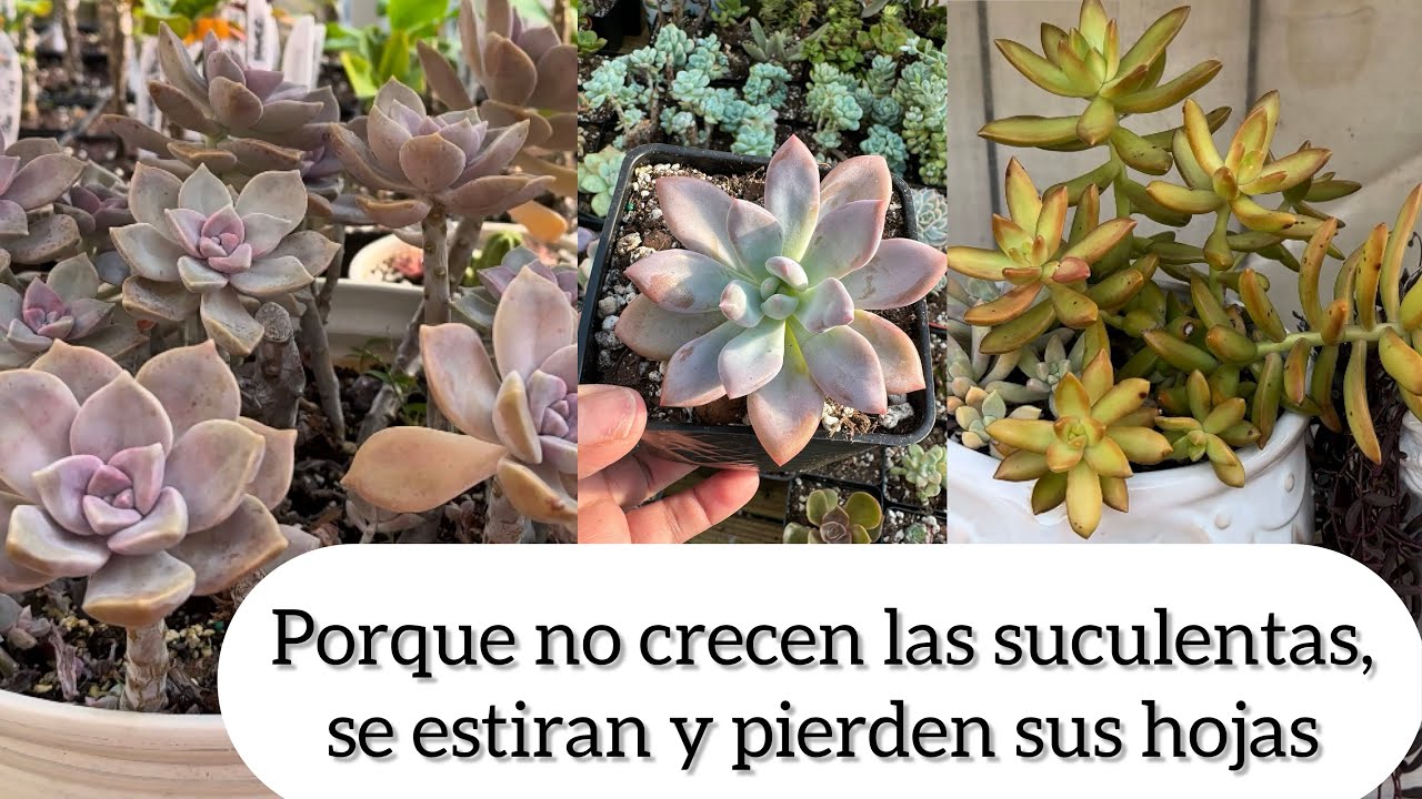 POR ESTO NO CRECEN TUS SUCULENTAS