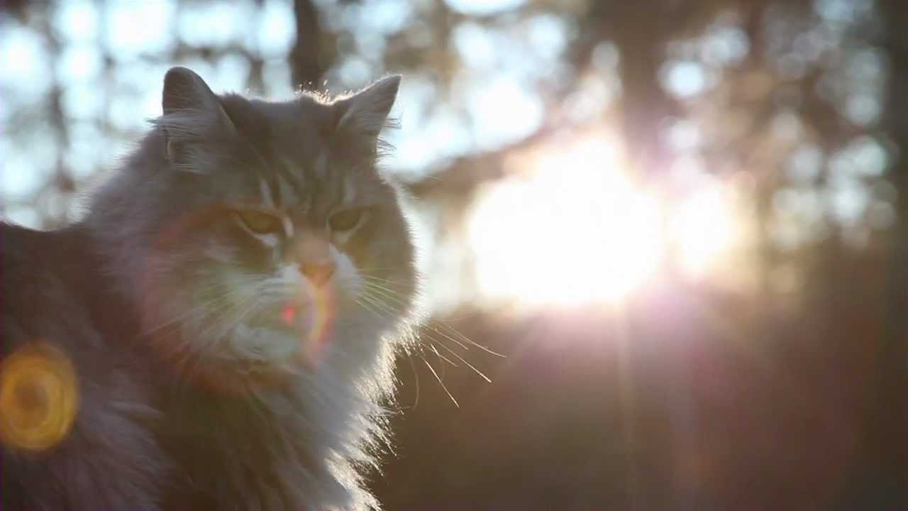 Goodbye My Friend