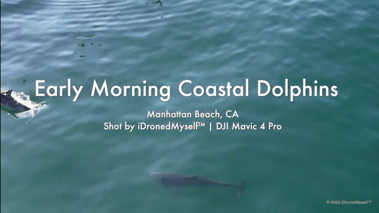 Morning Coastal Manhattan Beach Teenage Dolphins Shot in 6K by iDronedMyself™ on DJI Mavic 4 Pro