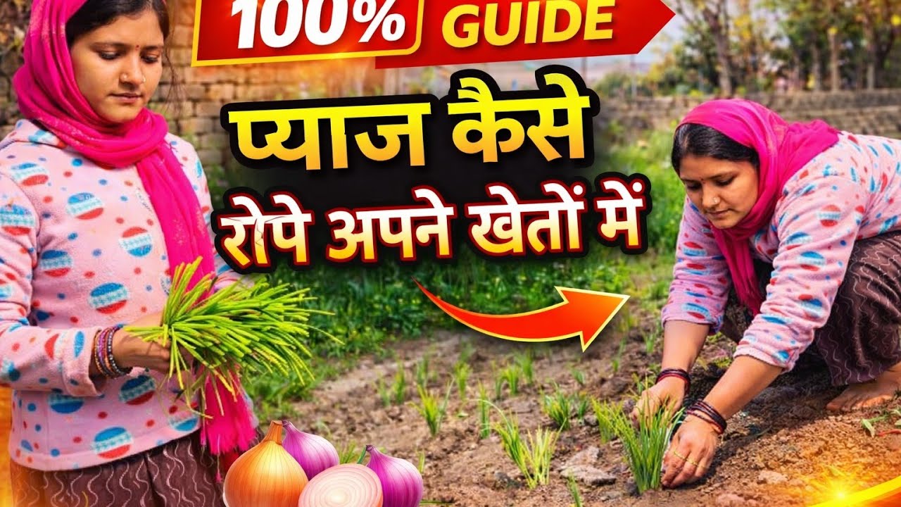प्याज कैसे रोपे अपने खेतों में || आज का ब्लॉग वीडियो प्याज कैसे रुपए अपने खेत में ||