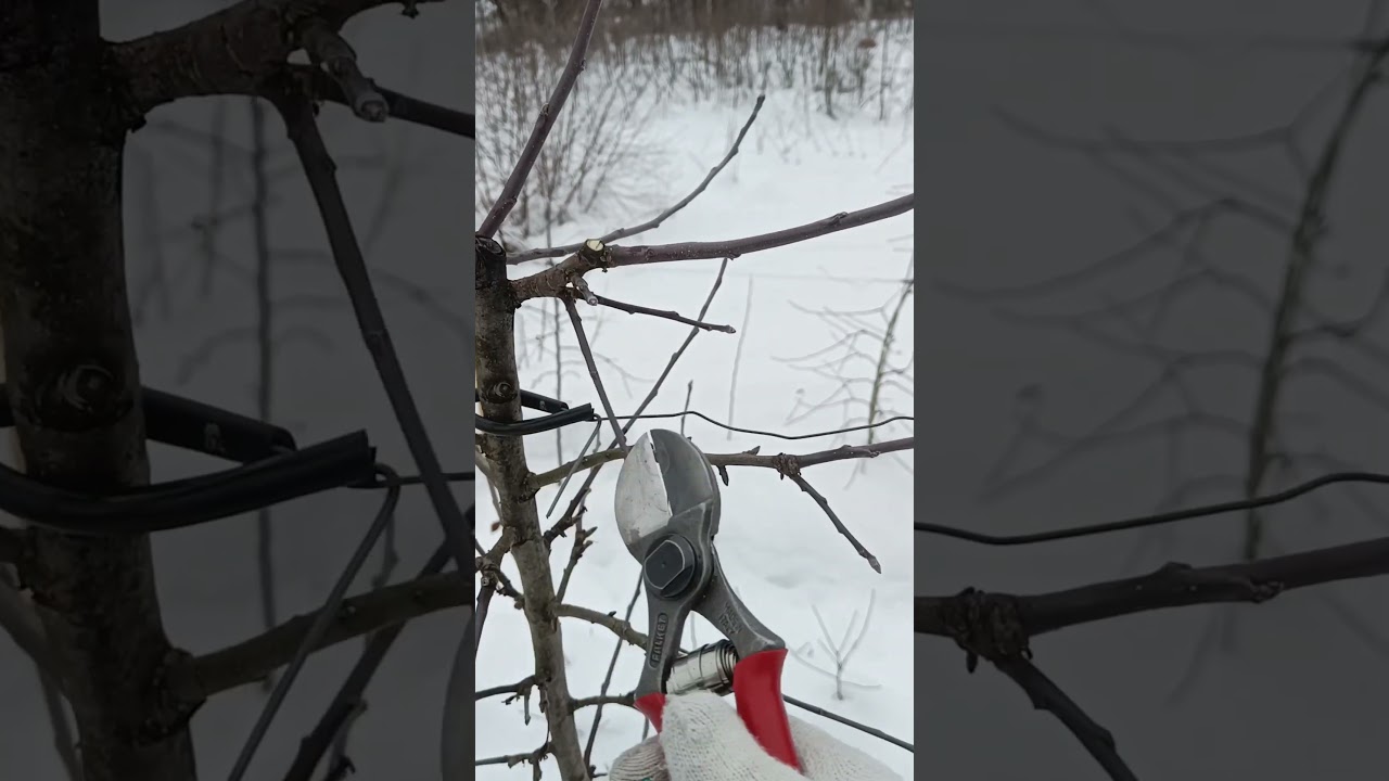 ОБРЕЗКА ДВОЙНИКОВ ЯБЛОНИ #обрезка #сад #яблоня