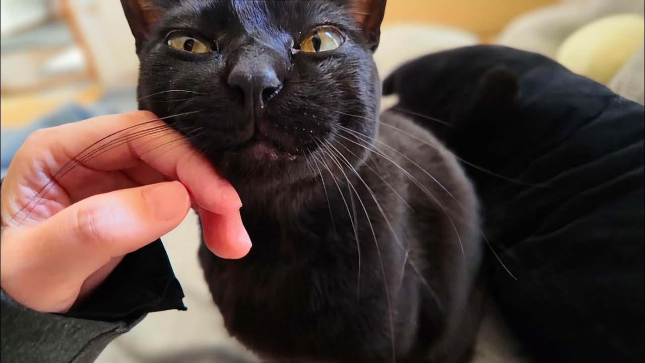 先に起きて温めておきました。な黒猫
