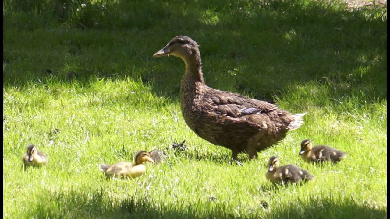 kaczka Staropolska z kaczętami / lęgi naturalne