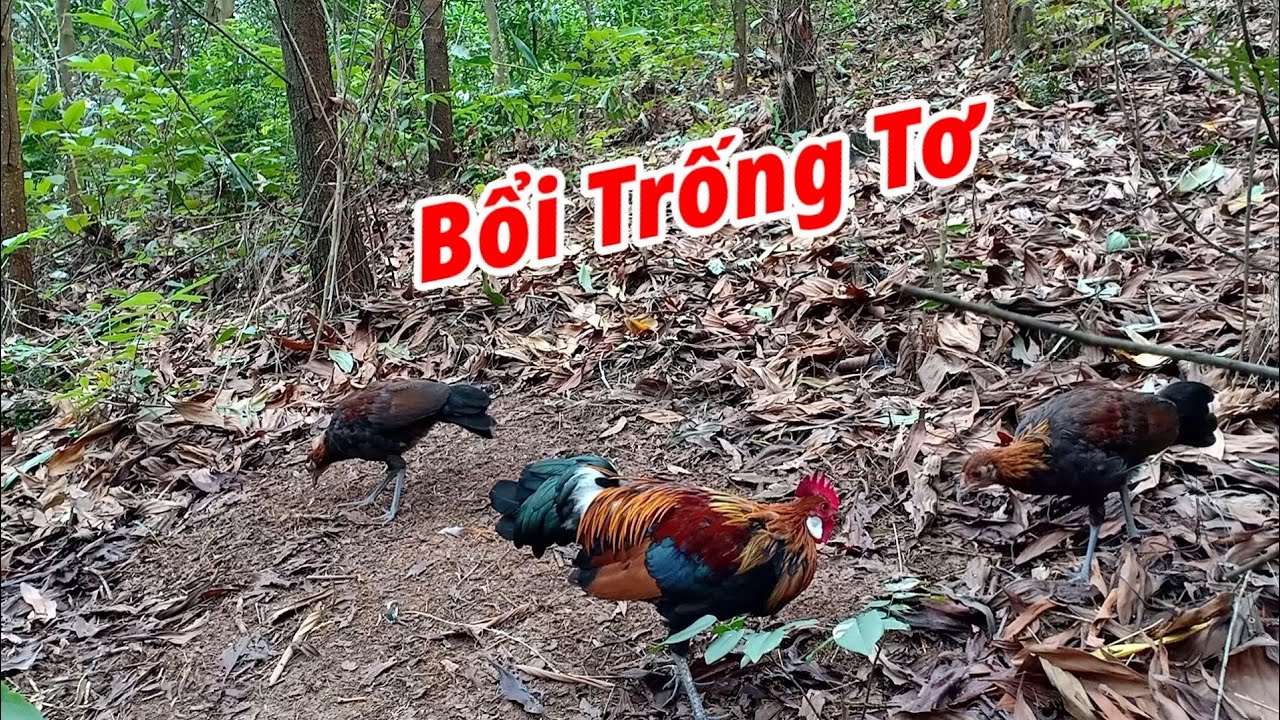 Bẫy Gà Rừng Miền Bắc Đầu Mùa 2021 | Hoàng Thắng