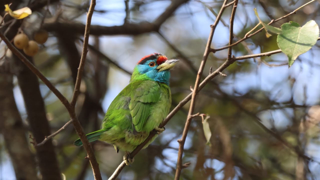 Mayal Fruit Importance during Winter in Shivapuri Nagarjun National Park