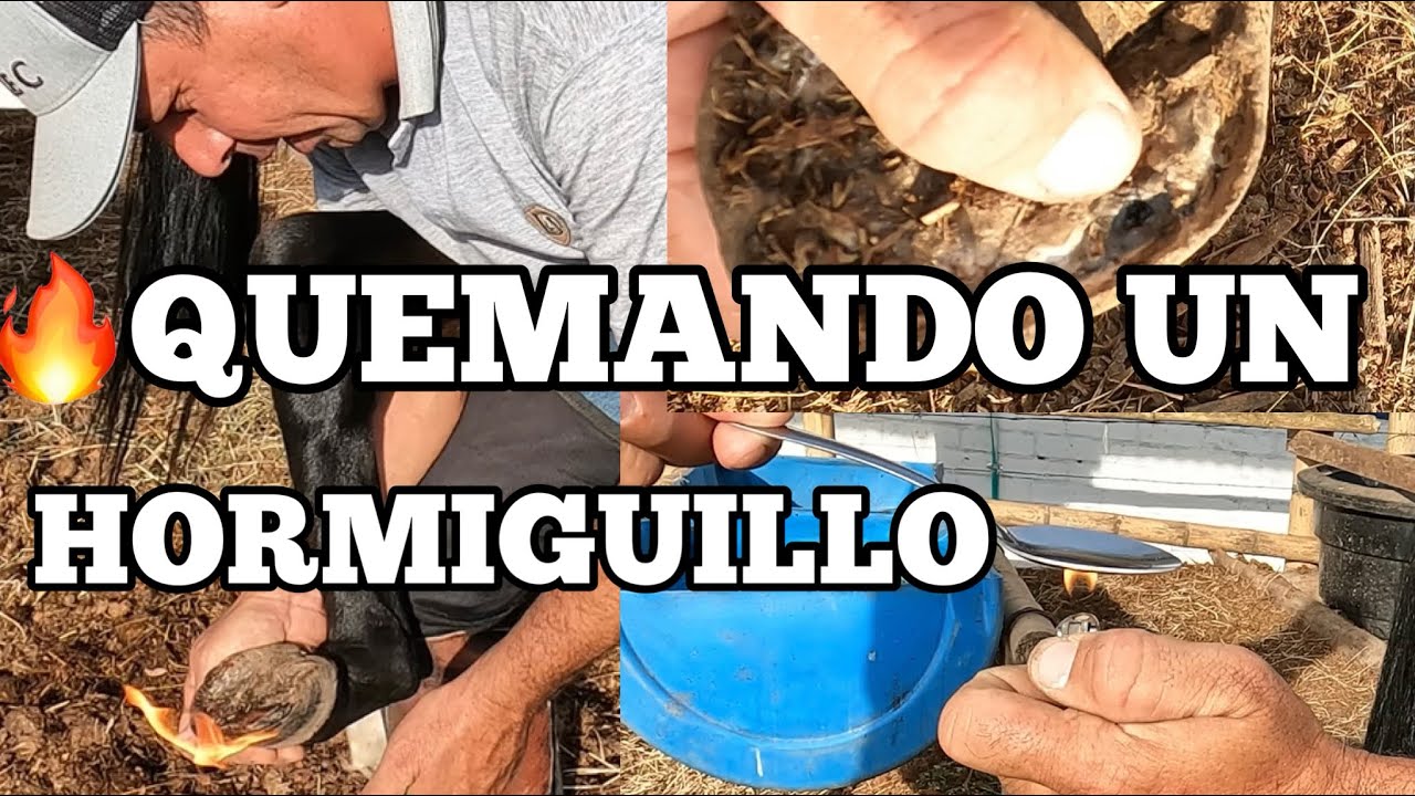 QUEMANDO 🔥 UN HORMIGUILLO EN UN CASCO DE UN CABALLO
