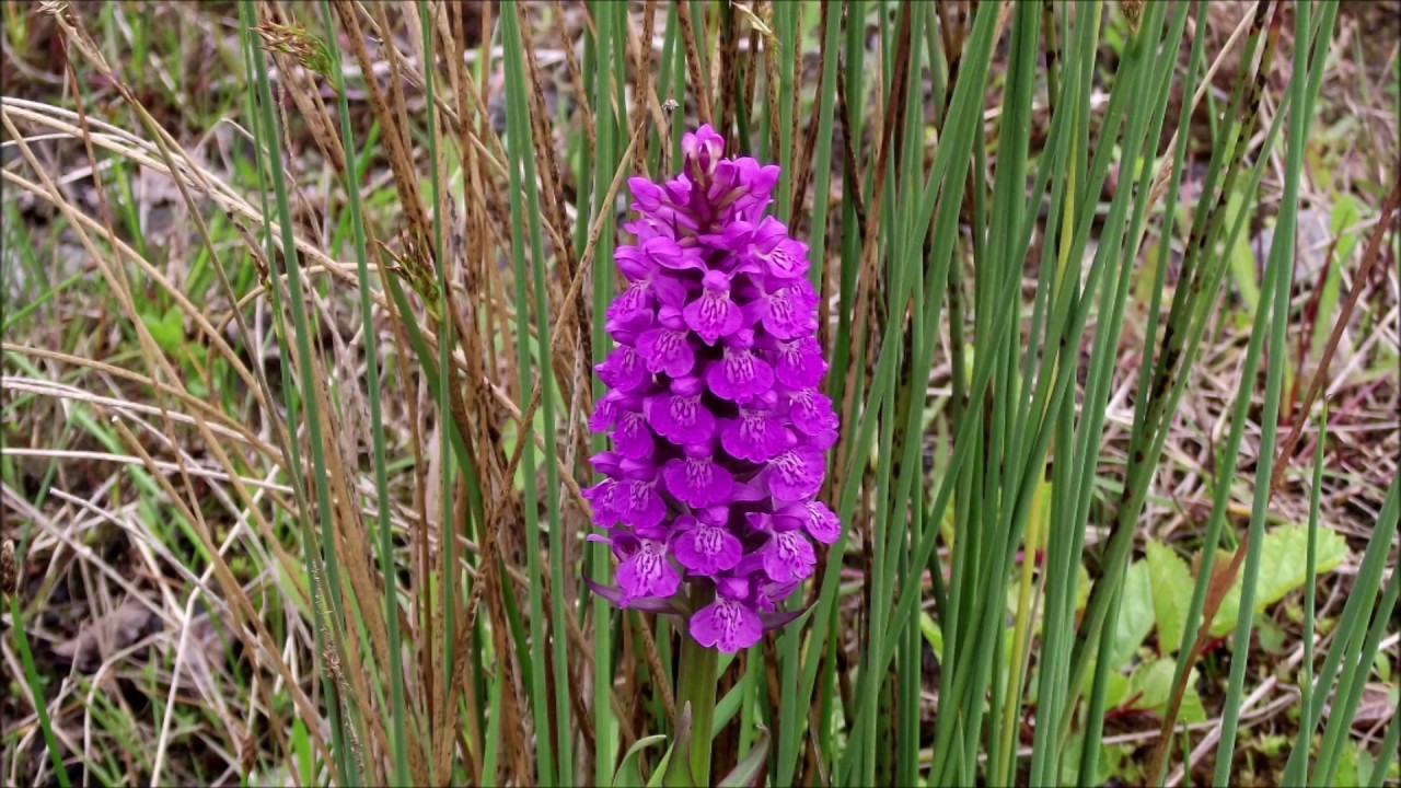 Orchids & Companion Plants in Habitat June 9th 2018