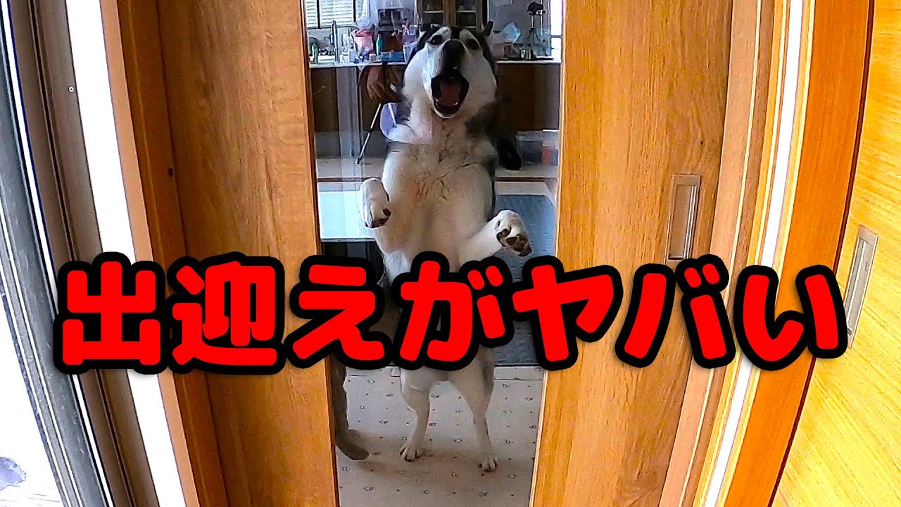 大好きな飼い主が5分ぶりに帰宅したら大騒ぎだった　ハスキー犬と保護犬トイプードル