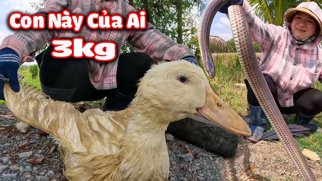 Mưa Xuống RẮN Lớn Dính Liên Tục và 1 Con Vịt Rất To # CCSBR # 327