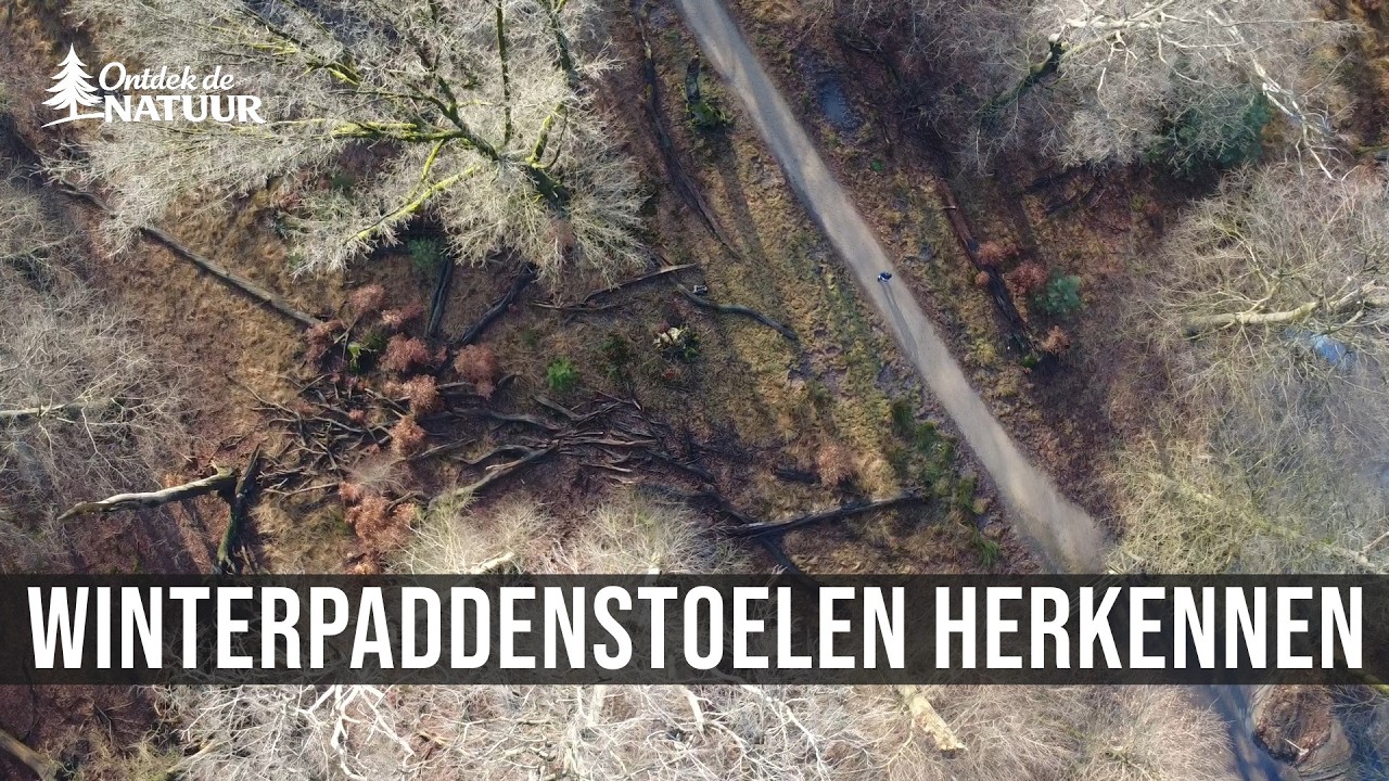 Top 3 winterpaddenstoelen die je moet kennen 🍄 | Ontdek de Natuur