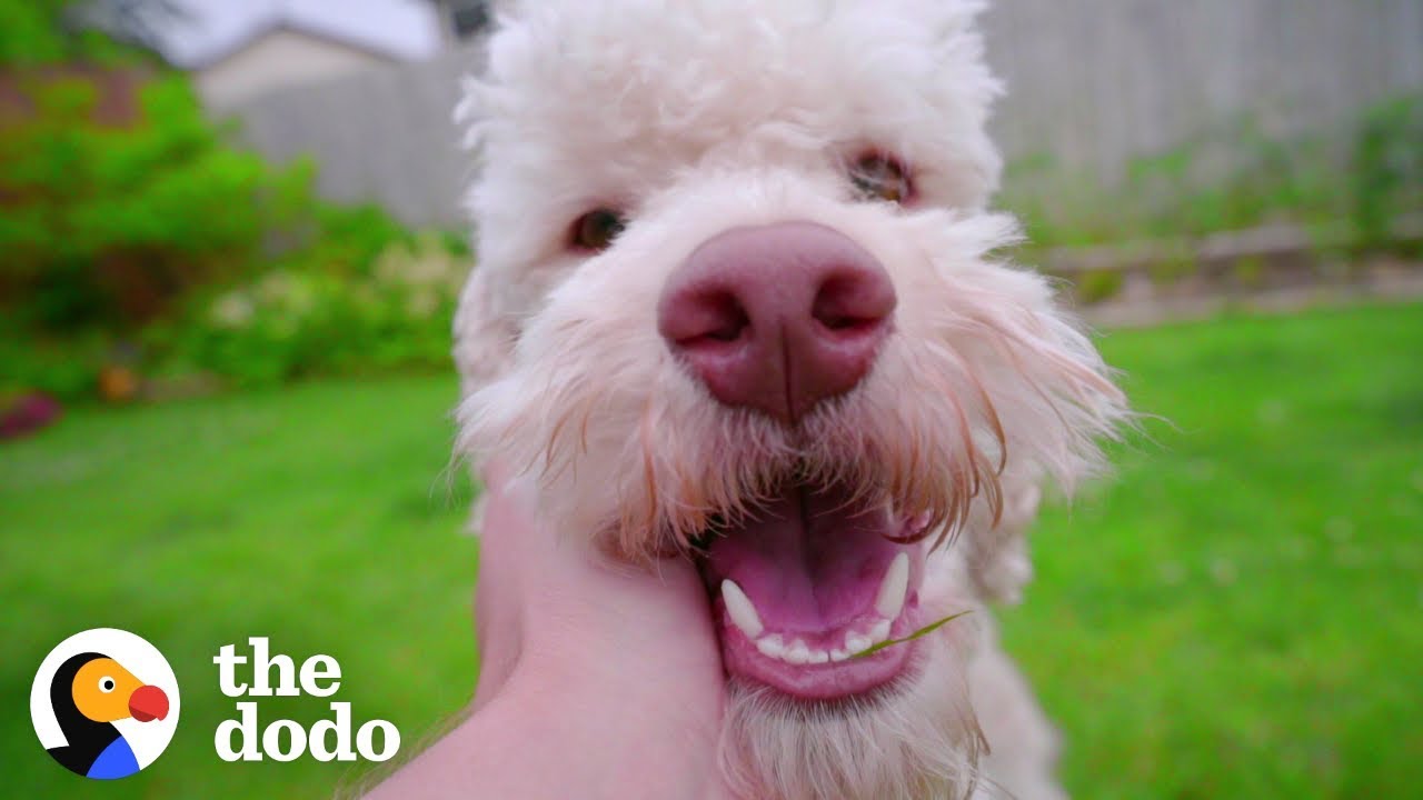 There’s A Scientific Reason Why We Love Dogs So Much | The Dodo