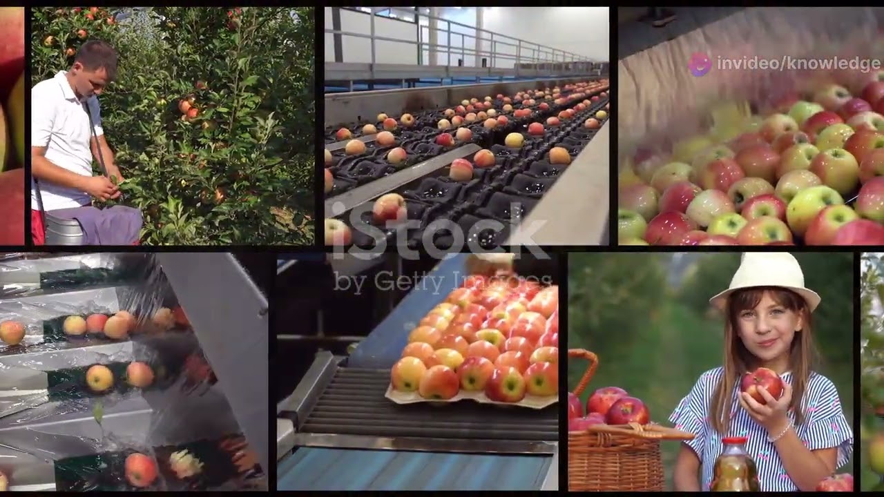 How Millions of Tons of Custard Apples are Harvested & Processed!