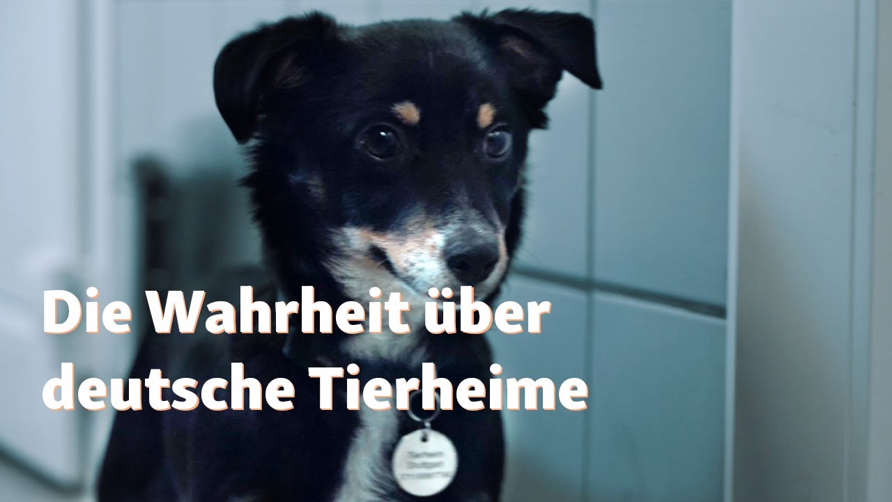 Was du über die Tierheime in Deutschland wissen solltest - mit Sonya Kraus