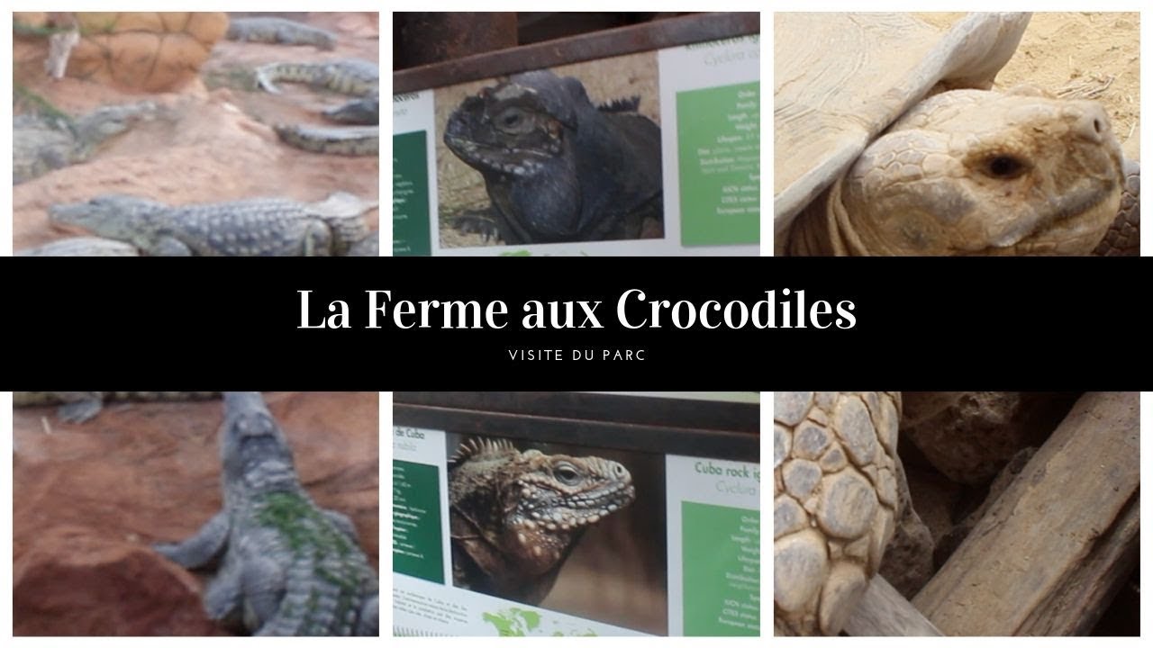 Visite de la FERME aux CROCODILES