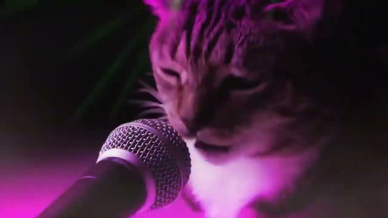 ДИСКОТЕКА КОШЕК ПОД КЛУБНЯК