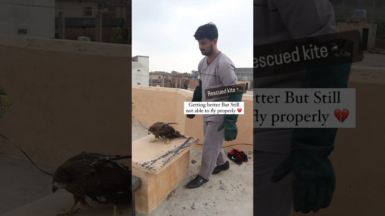 Injured bird 🦅 #bird #kite #eagle