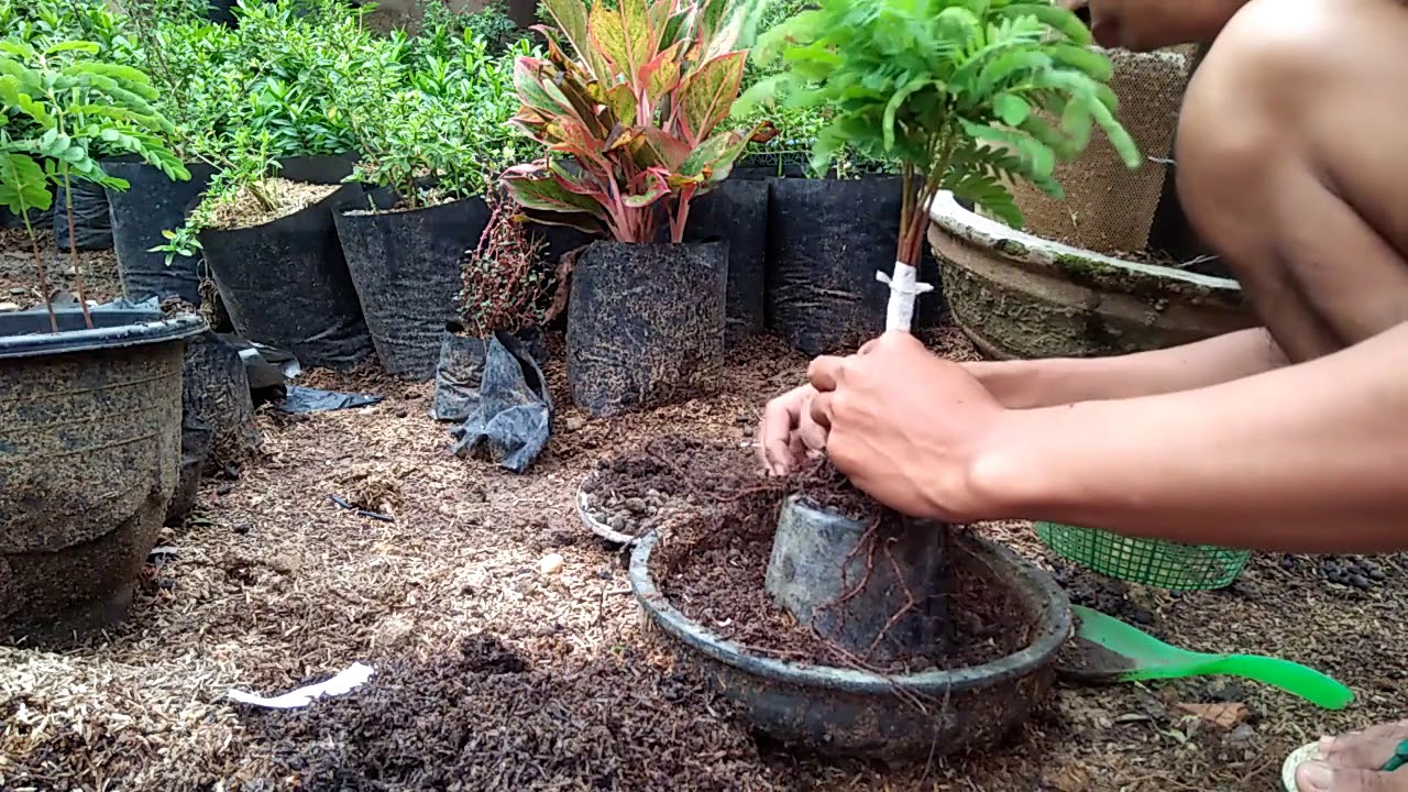 Proses Pengabungan Asam Jawa dari Benih