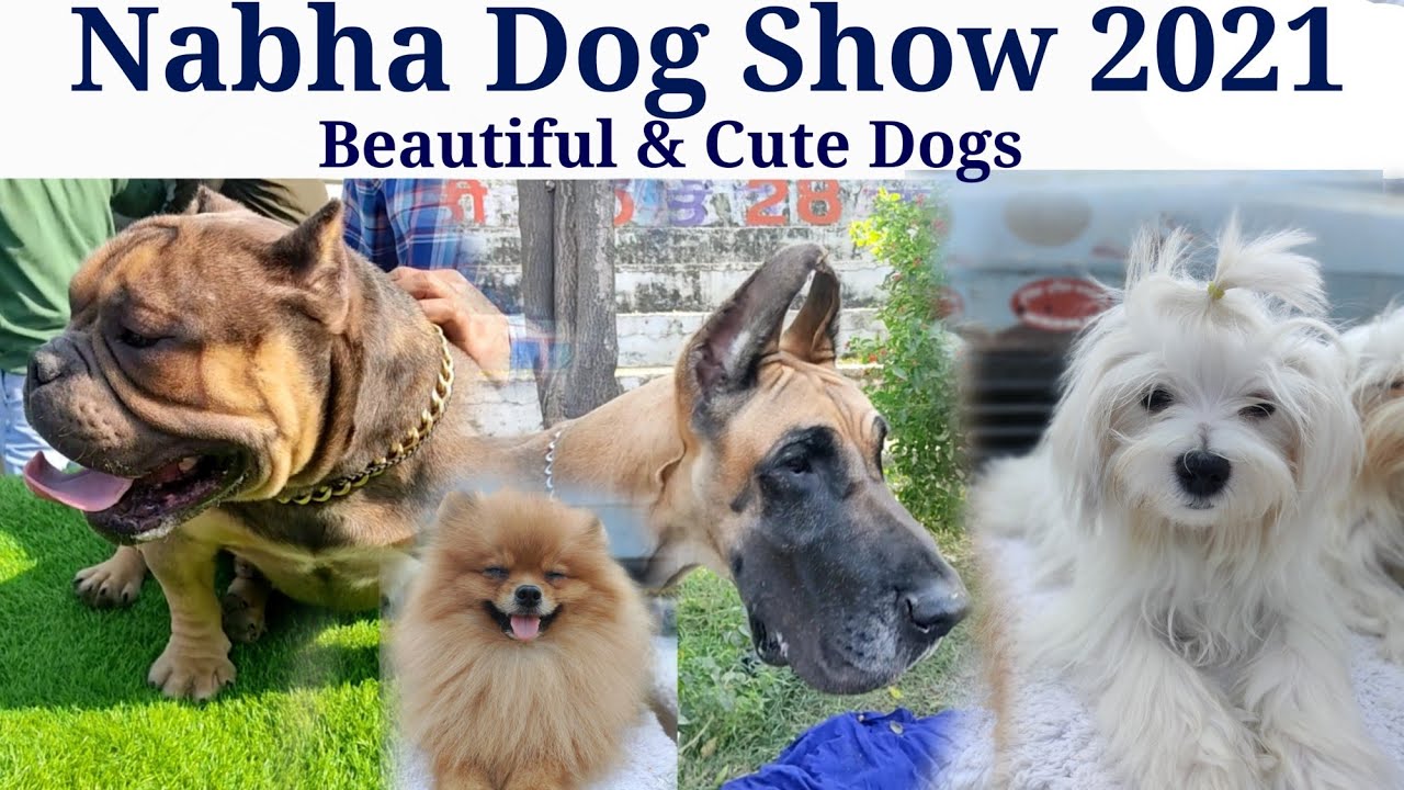Nabha Dog Show 2021. Gagan Sandhu Vlogs