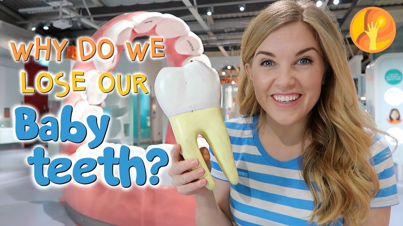 Why do baby teeth fall out? | Maddie Moate